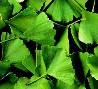 Ginkgo Biloba Extract